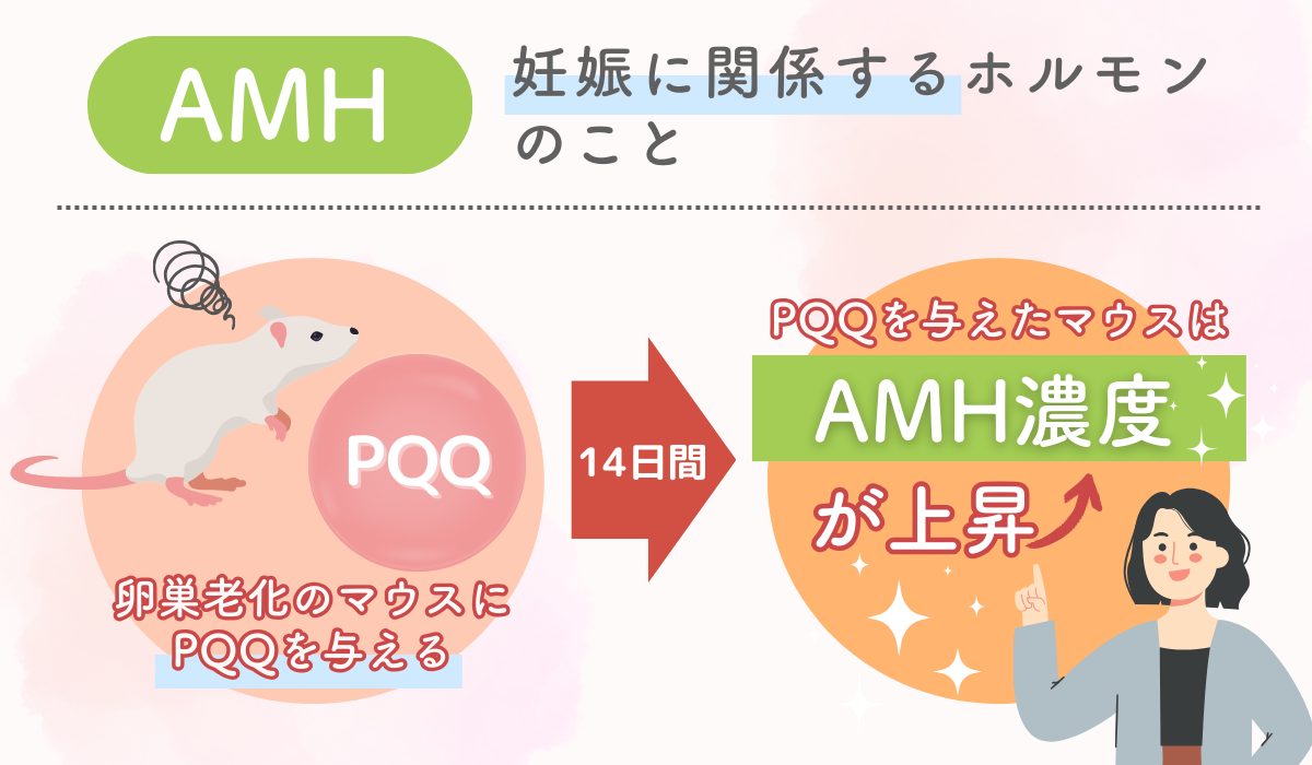 pqq卵巣