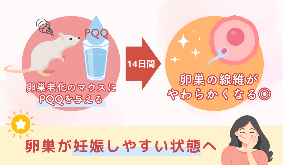 pqq卵巣